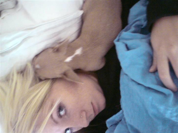 Chihuahua High Fly Chester - Chesters foretrukkende sovestilling... billede 9