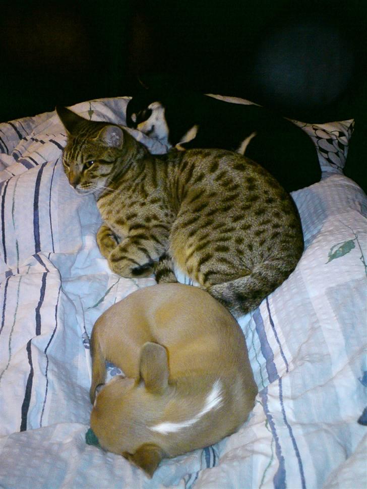 Chihuahua High Fly Chester - Hygge-dyr... billede 10