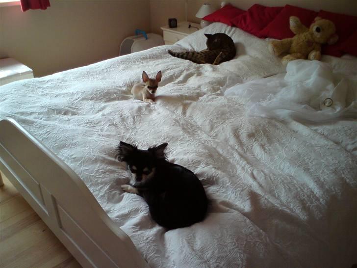 Chihuahua High Fly Chester - Dovendyr :-) billede 11