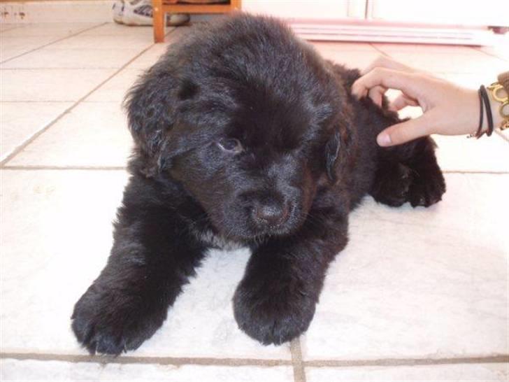 Newfoundlænder Kayla billede 1