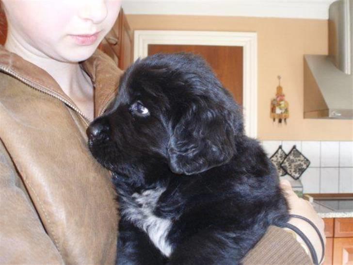 Newfoundlænder Kayla billede 2