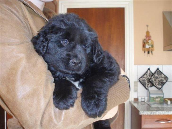 Newfoundlænder Kayla billede 3
