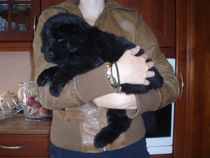 Newfoundlænder Kayla billede 4