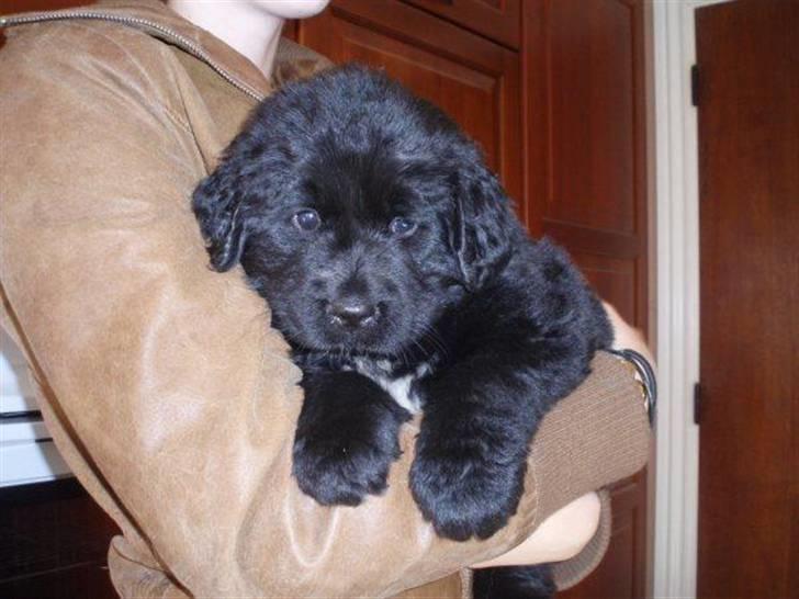 Newfoundlænder Kayla billede 5