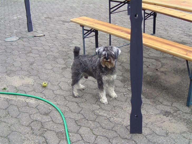 Dvaergschnauzer Neno (Nemo) - Heij med diiq<33 billede 16