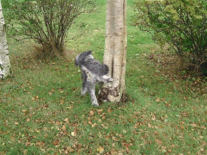 Dvaergschnauzer Neno (Nemo) - Når man skal så skal man :) & jeg skulle altså xD billede 17