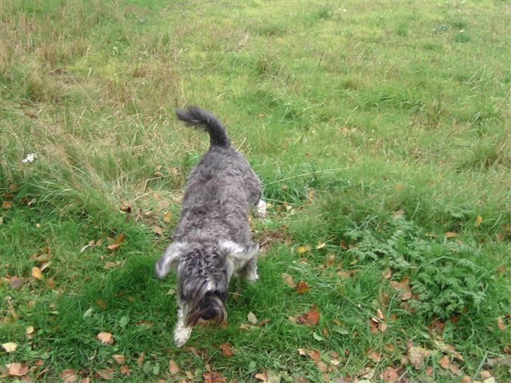 Dvaergschnauzer Neno (Nemo) - Det blæser meget her i Thy<33 billede 18