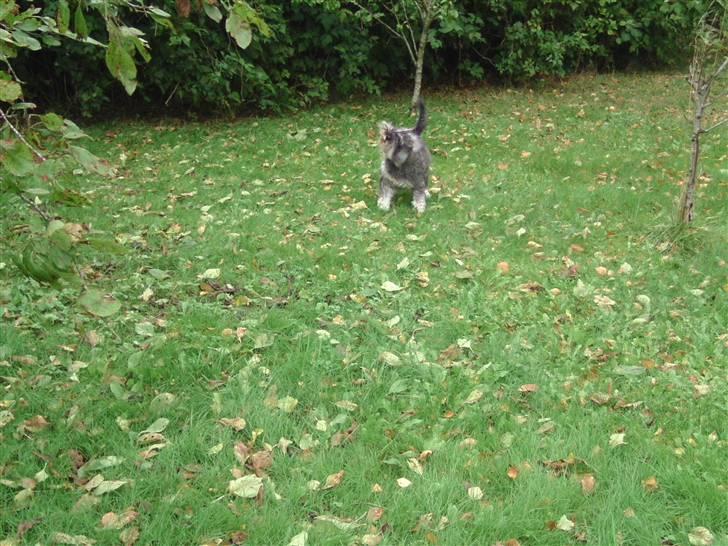 Dvaergschnauzer Neno (Nemo) - I de blade er irreterende!! billede 19