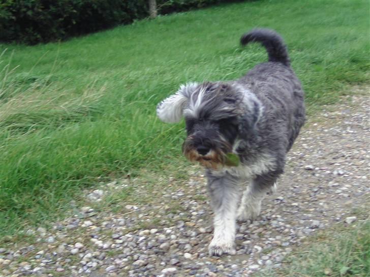 Dvaergschnauzer Neno (Nemo) - Uhh.. Nu kommer jeg<33 billede 20