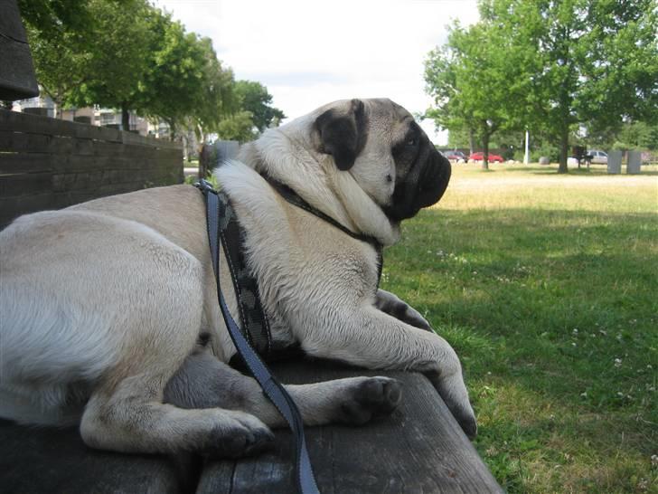 Mops Elvis billede 14