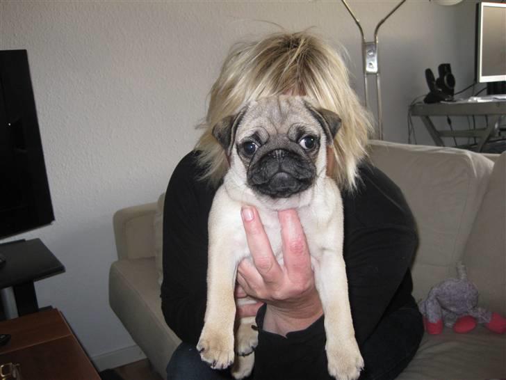 Mops Elvis billede 15