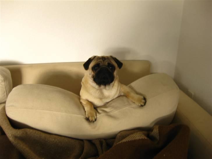 Mops Elvis billede 16