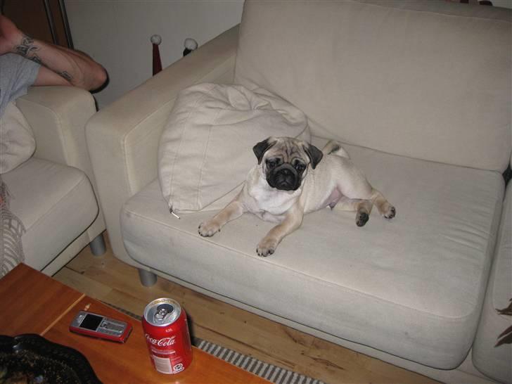 Mops Elvis billede 17