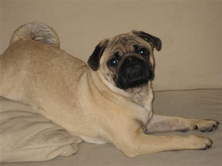 Mops Elvis billede 18