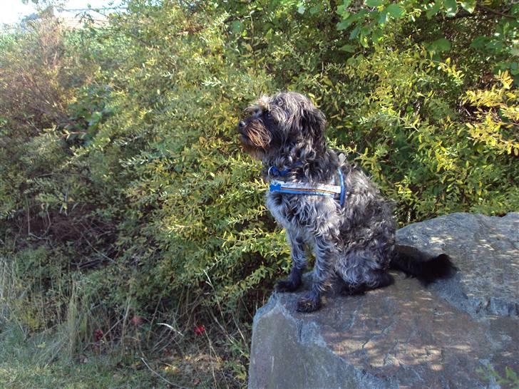 Griffon belge Futte billede 14