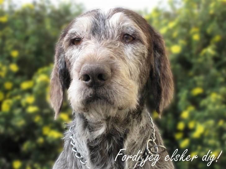 Ruhåret hønsehund Sargo - Sargo min skønne hund! Velkommen til hans profil, bedøm gerne og lig en kommentar! billede 4