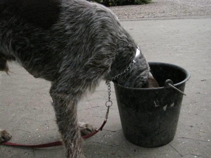 Ruhåret hønsehund Sargo - (WHAT? Og så er der ikke engang noget i! Mor altså, jeg tror du er ved at blive gammel!) billede 5