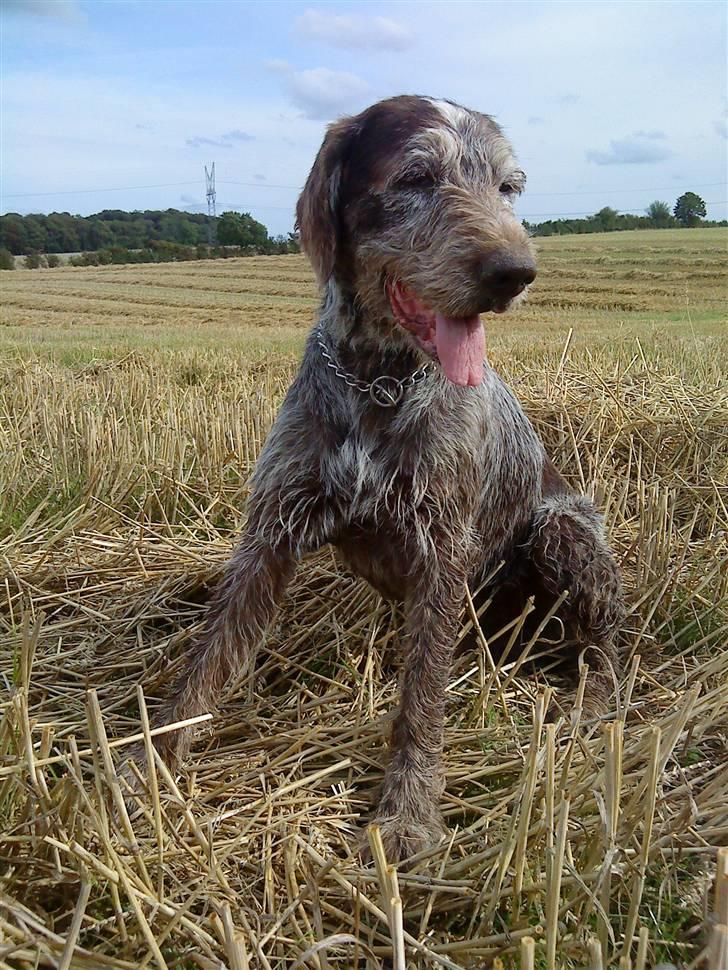 Ruhåret hønsehund Sargo - (Hmm, hvem har pruttet her altså?! , Ups det var hvist mig^^) billede 6