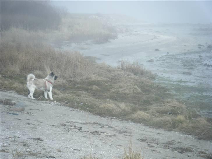 American Akita Suki billede 15