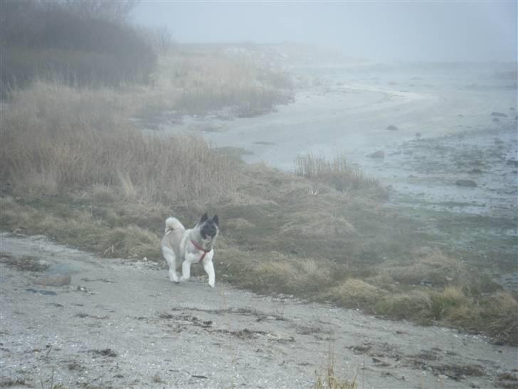 American Akita Suki billede 16