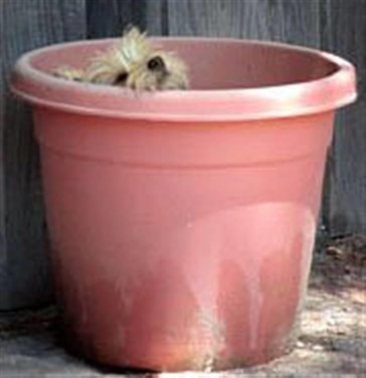 Cairn terrier Bubber - Her kan han sove i Fred!! billede 7