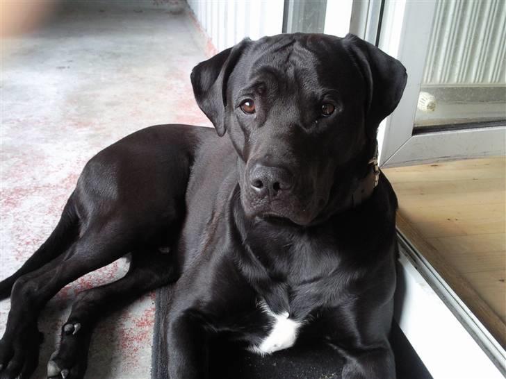 Blanding af racer Rocky billede 16