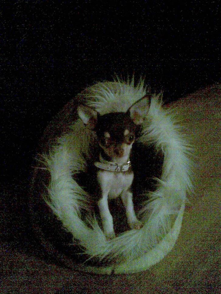 Chihuahua Choko Al Pacino billede 5