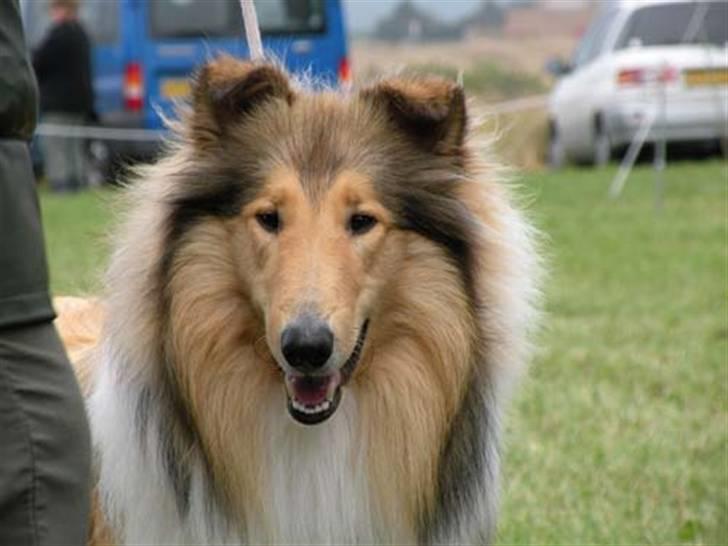 Collie langhåret Camelot - DCK sjællandsskue 2008 billede 18