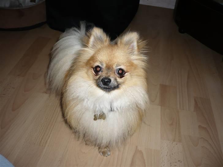 Pomeranian Malik R.I.P billede 18