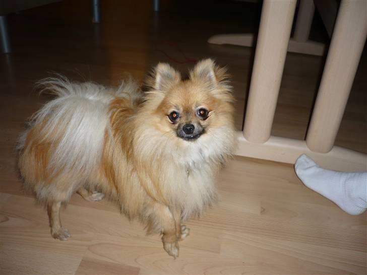 Pomeranian Malik R.I.P billede 19