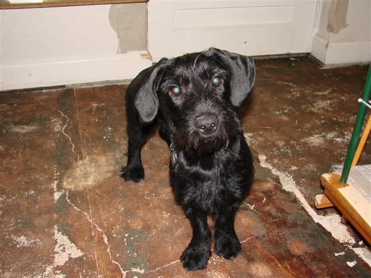 Blanding af racer  ægte gravlab Maja :0) billede 7