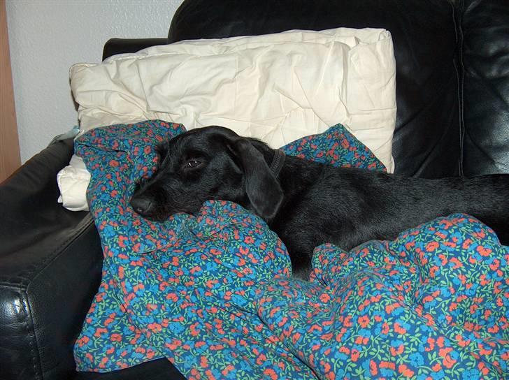 Blanding af racer  ægte gravlab Maja :0) billede 8