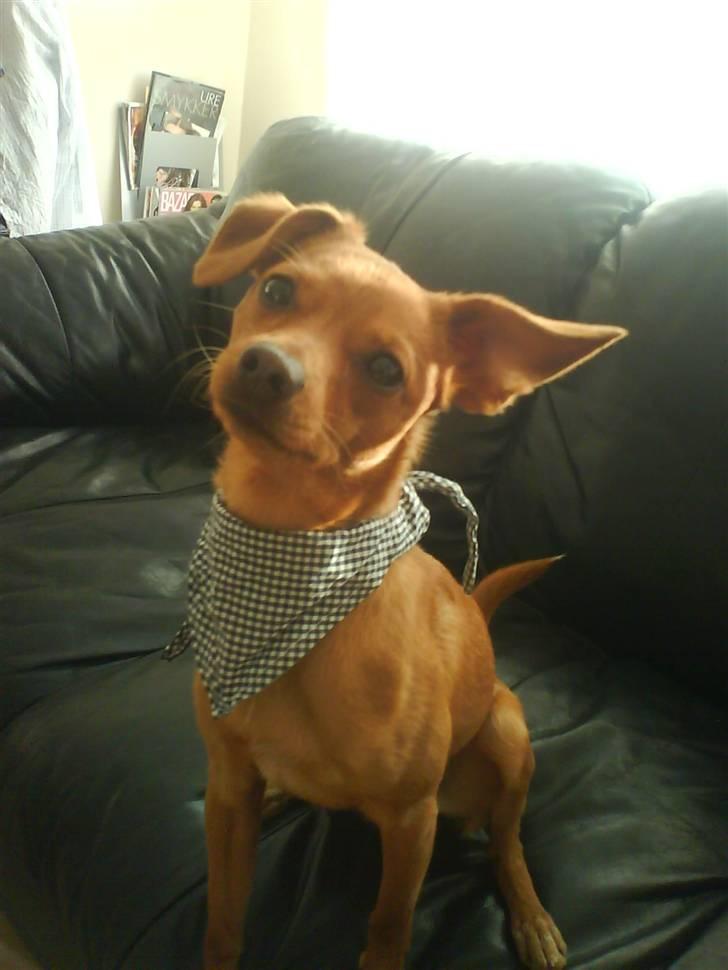 Prazsky krysarik Bumle billede 3