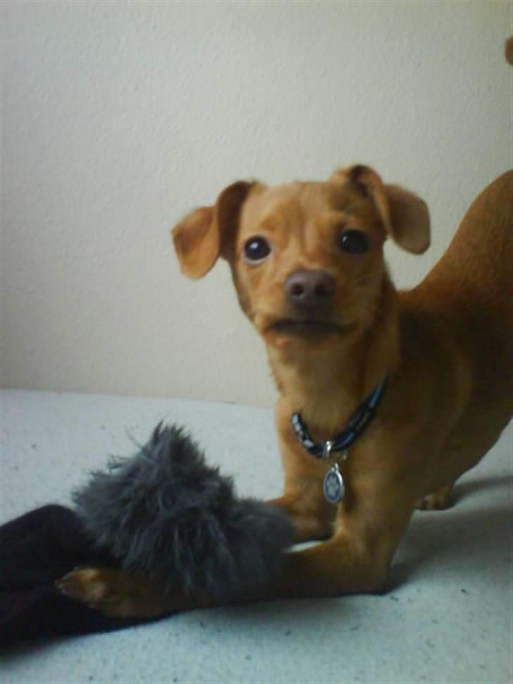 Prazsky krysarik Bumle billede 4