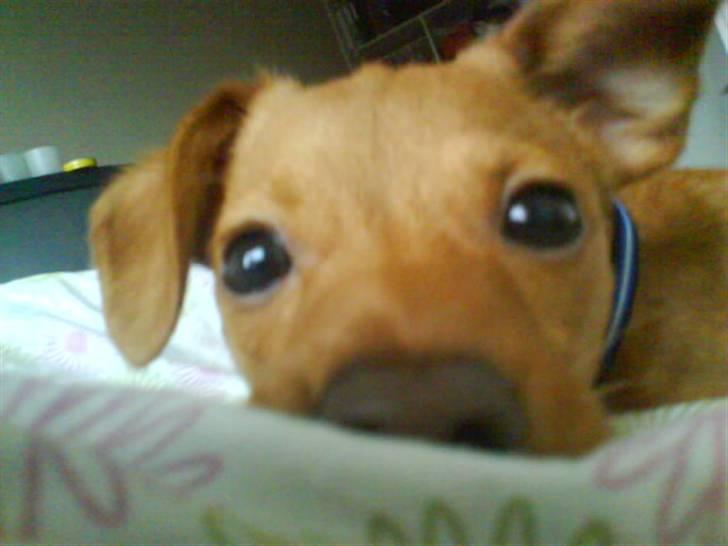 Prazsky krysarik Bumle billede 5