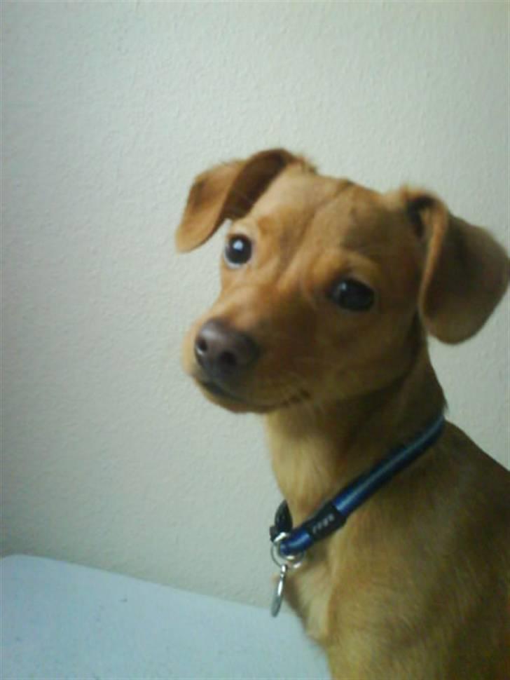 Prazsky krysarik Bumle billede 6