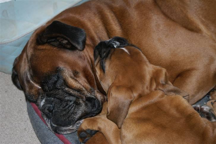 Boxer Verona ( Fie )  ( RIP 10. jan. 2011) billede 12