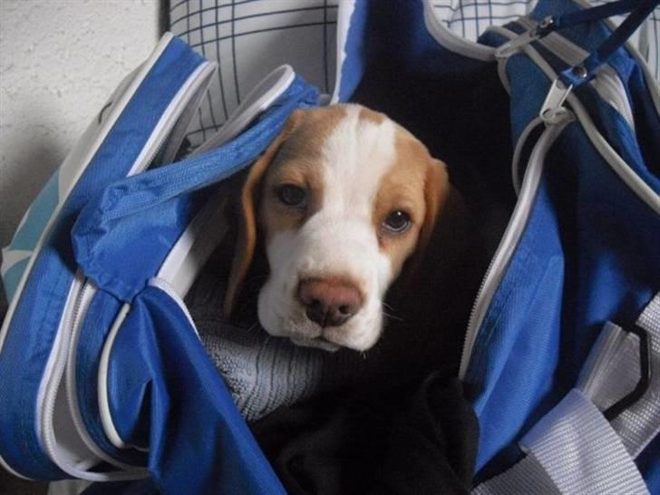 Beagle Lulu billede 6