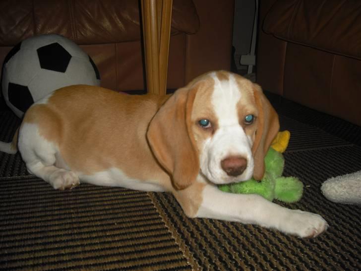 Beagle Lulu billede 7