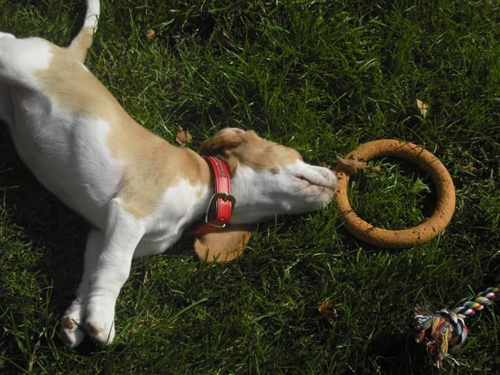 Beagle Lulu billede 8