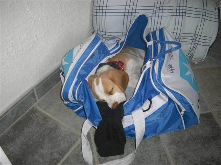 Beagle Lulu billede 9
