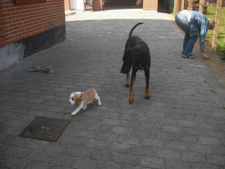 Beagle Lulu billede 10