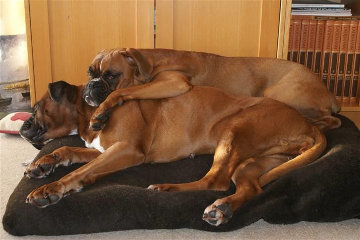 Boxer Verona ( Fie )  ( RIP 10. jan. 2011) billede 13