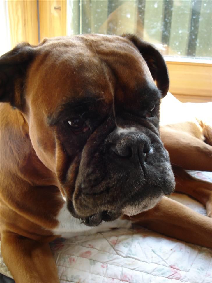 Boxer Verona ( Fie )  ( RIP 10. jan. 2011) billede 14