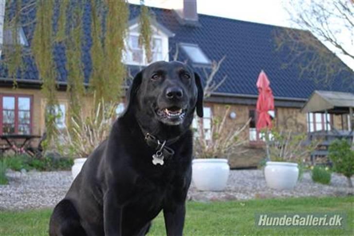 Labrador retriever Barki - i love you, like crazy! billede 1