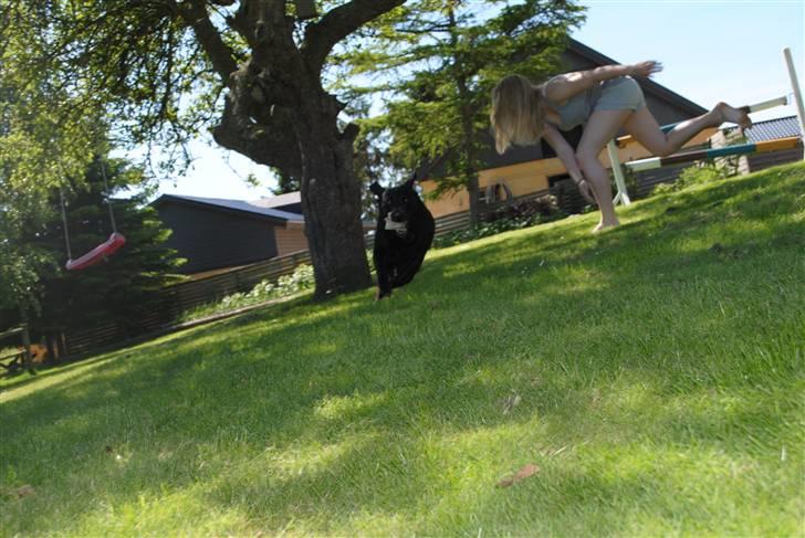 Labrador retriever Barki - SHiT HUN SMUTTEDE FRA MiG! :D billede 2