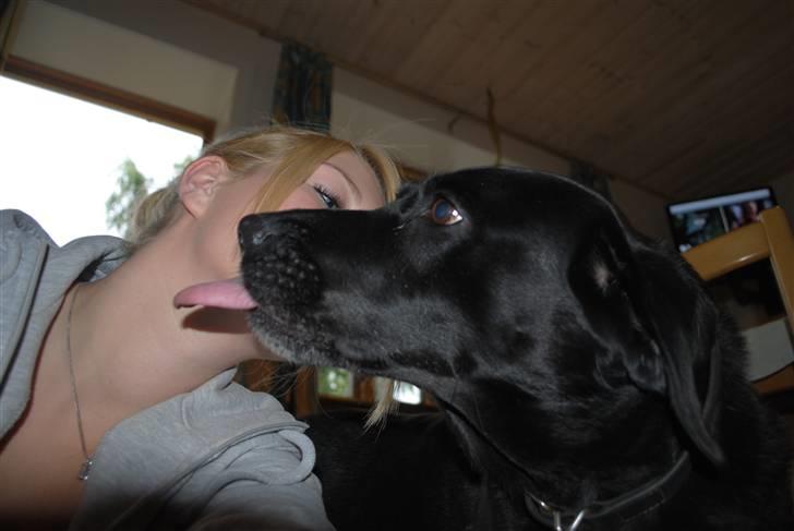 Labrador retriever Barki - vi har kun det sjov vi selv laver. billede 3