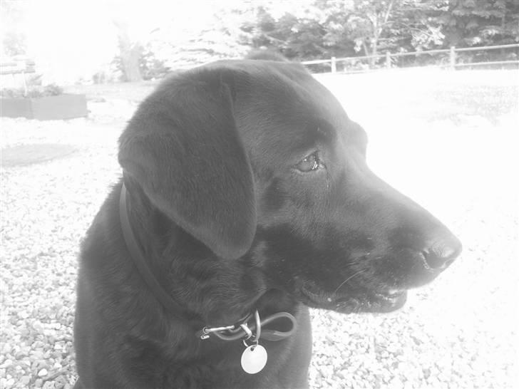Labrador retriever Barki billede 6