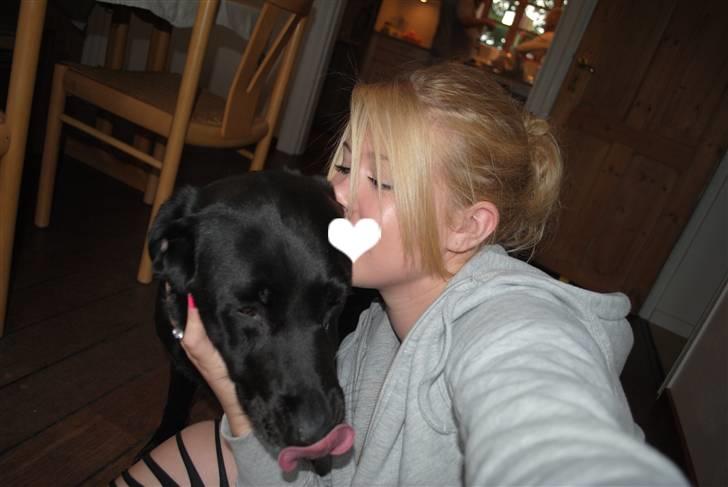 Labrador retriever Barki - love you my girl. billede 7