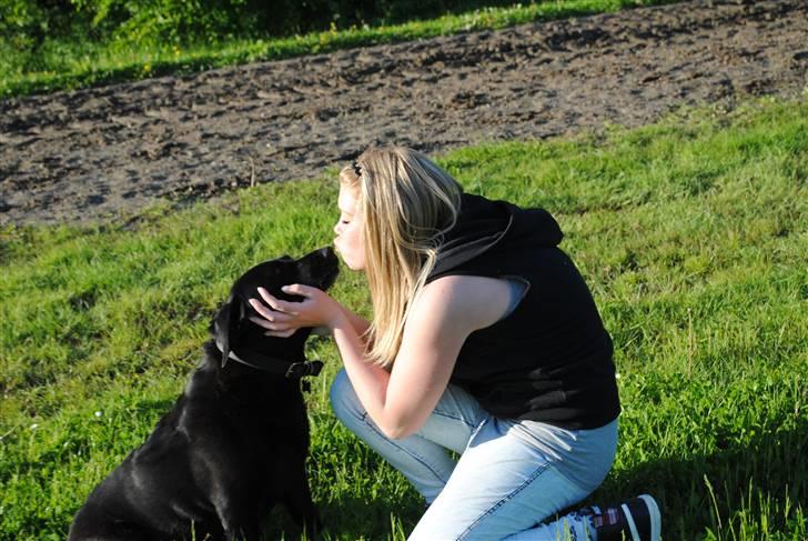 Labrador retriever Barki - intet er bedre end dig..intet siger jeg.. billede 8